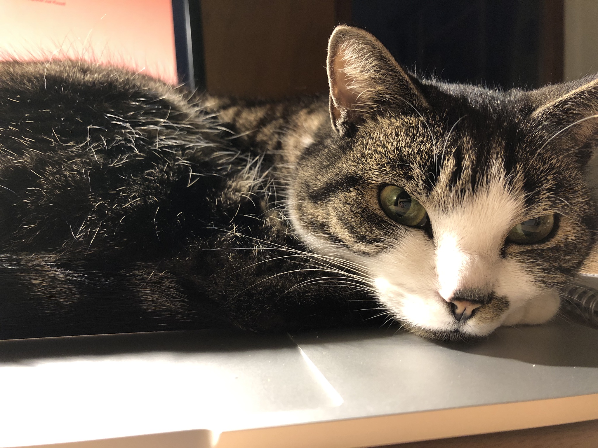 Die leuke kleine poes